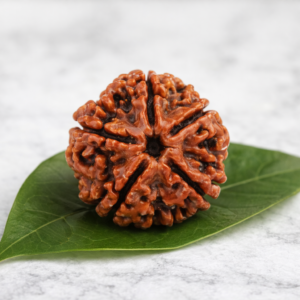5 mukhi rudraksha image1
